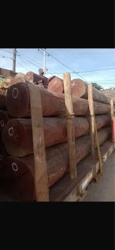 Aroeira 