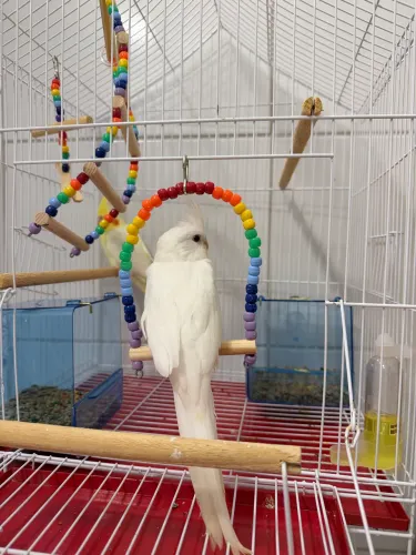 Gaiola com abertura 