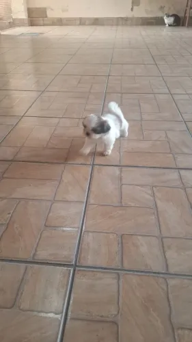 Shitzu