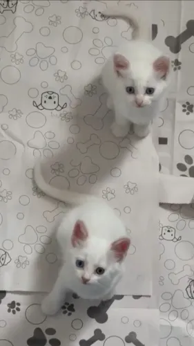Filhotes de gatos Burmilla para ADOÇÃO
