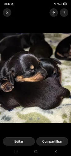 Filhotes Dachshund (Basset)