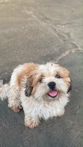 Shih Tzu