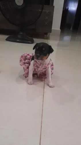 Venda cachorro fox paulistinha