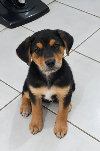 Doação de filhote de cachorra fêmea 3 meses !