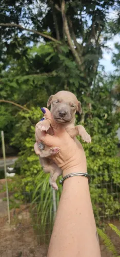 Galgo Italiano Macho - vem rápido 