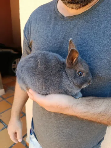 Coelhos anão Netherland dwarf 
