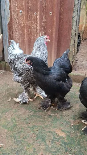 Galo Brahma