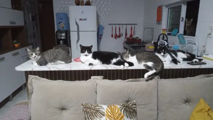 Lindos gatinhos pra adoção responsável!!!
