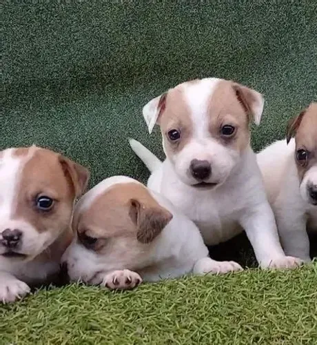 JACK X FOX Cãezinhos dóceis que adoram um bom cafuné. Zap 9.975I.649I