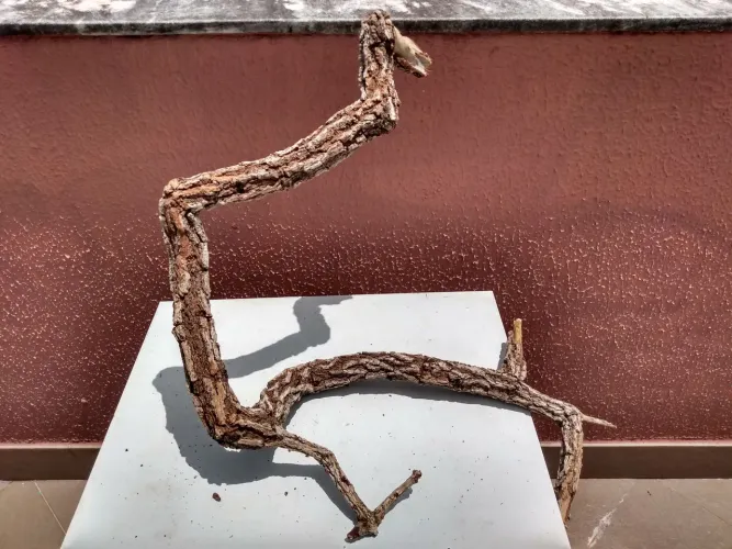 Galhos para terrários 