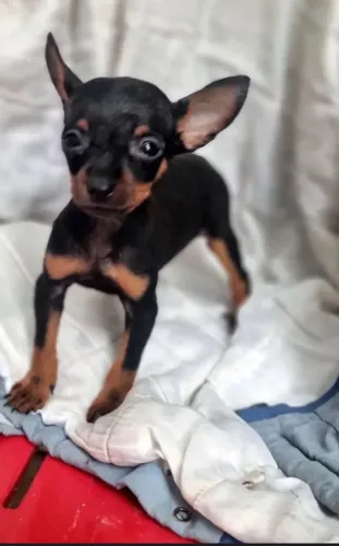 Pinscher macho 3 meses