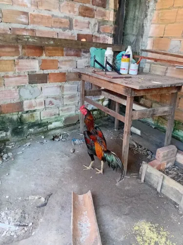 galo moura 