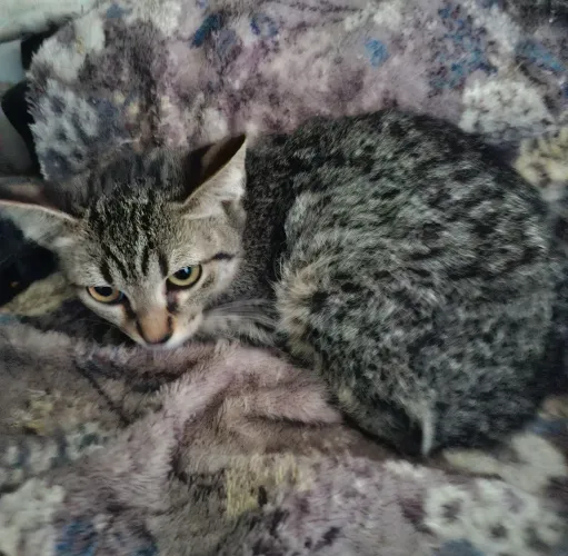 Gatinha linda para doação
