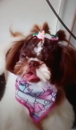Shih Tzu fêmea