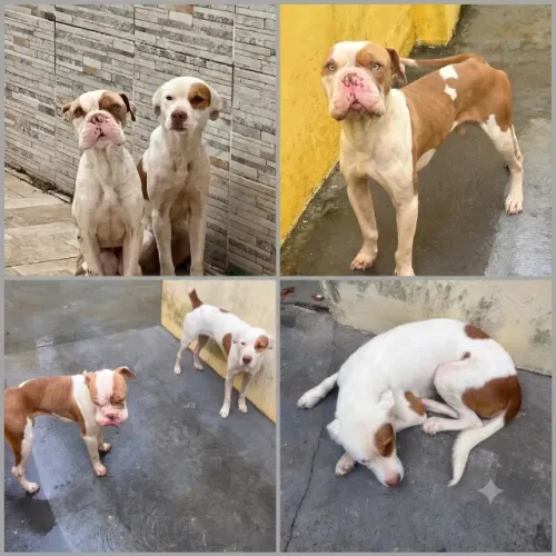 Doação American Bully e Pitibul