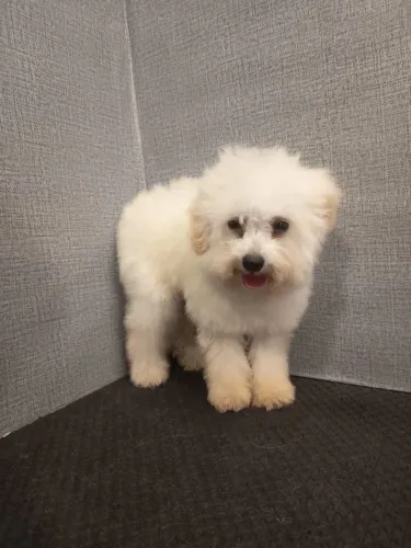 Poodle macho