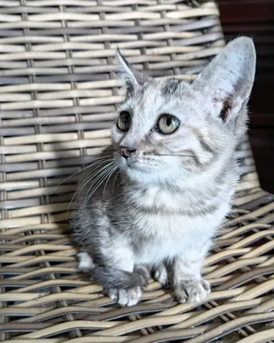 Gatinha bebê para adoção responsável. 