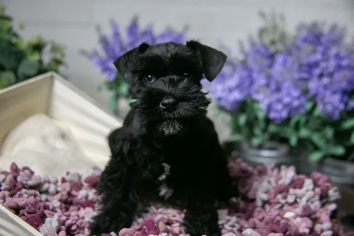 Schnauzer miniatura 