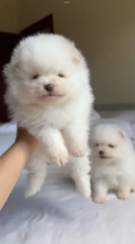 Lulu da pomerania anã fêmea estilo ursinho legitima