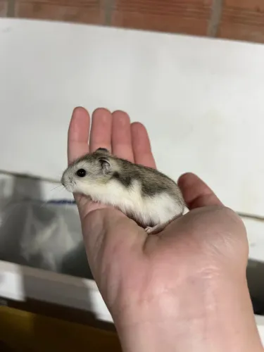 Hamster anão russo