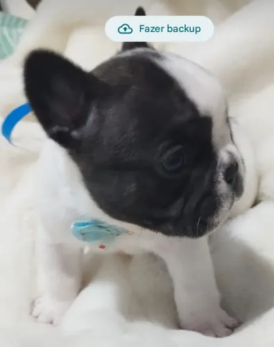 Bulldog francês 