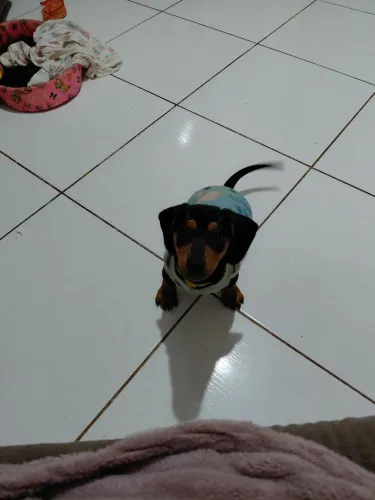 Filhote de dauschund 5 meses femea