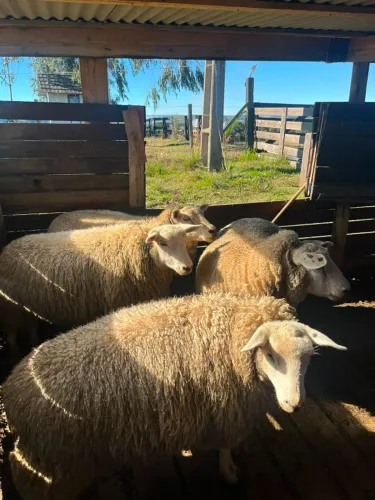 ? VENDE-SE LOTE DE OVINOS DA RAÇA TEXEL ?