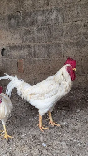 Vendo Galos