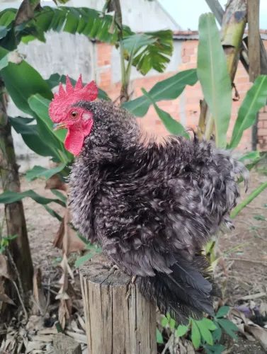 Galo