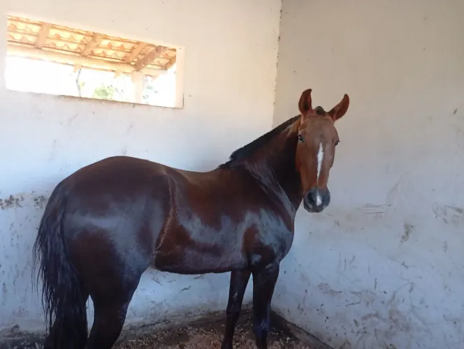Pra quem procura uma equa top tá aí