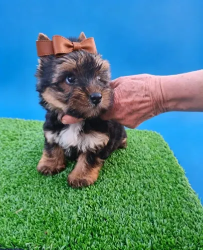 Yorkshire Encantadorzinho