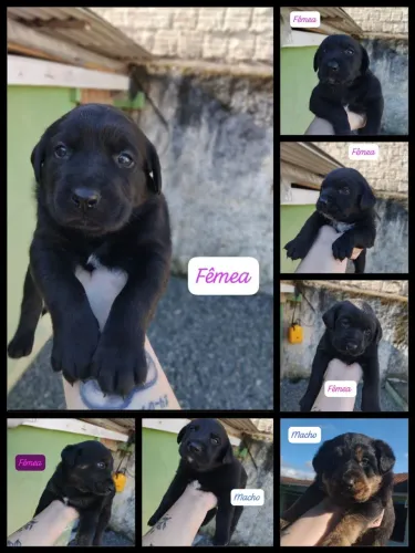 Doação de filhotes