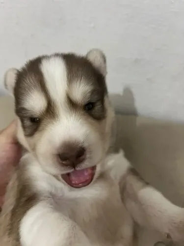 FILHOTE HUSKY RESERVA