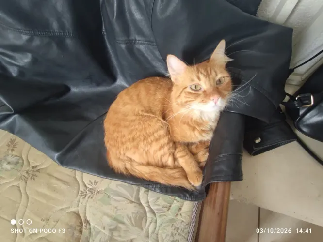 Gato (castrado super manso)