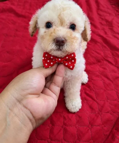 FILHOTINHO DE POODLE TOY 