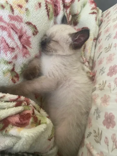 Gatinho filhote siamês 