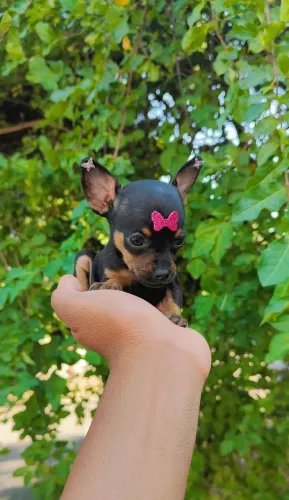 Pinsher com vacina com 50 dias 