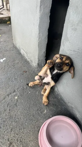 Doa- se cachorro macho com 3 meses de vida 