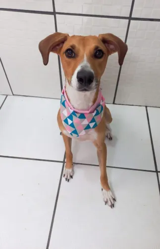 Adoção Cachorra