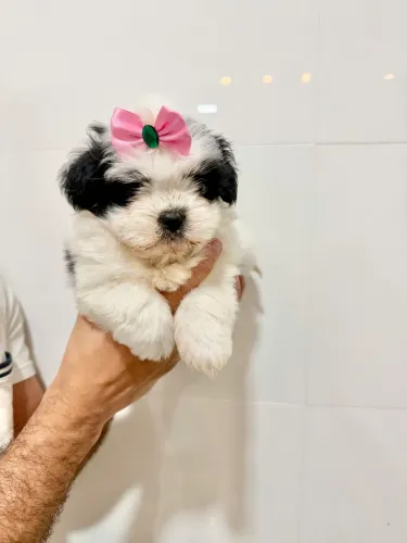 SHIH TZU FEMÊA PORTE MINI