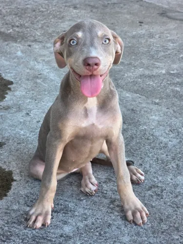 Pitybull femea trililac