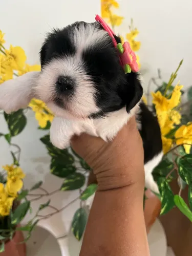 SHIH TZU FÊMEA PRETA COM BRANCO 