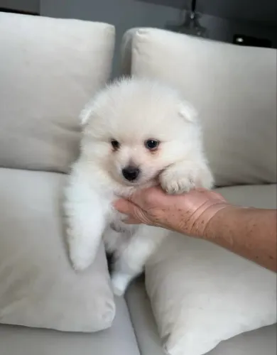 Vendo filhotes de Spitz alemão (Lulu da Pomerania)