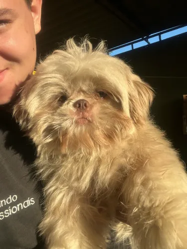 Shih tzu fêmea branca e areia
