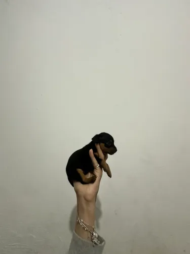 ÚLTIMA fêmea pinscher 0 miniatura disponível 