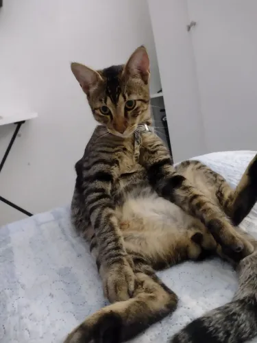 Doação de gato 
