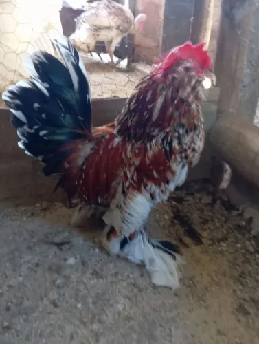 Casal de belgian