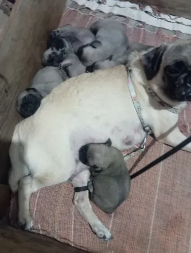 Filhote de Pugs. ACEITO TROCAS