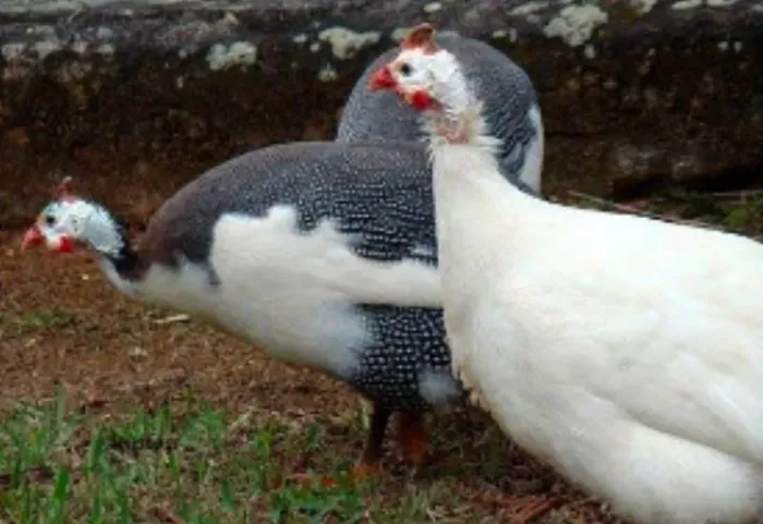 Galinha dangola lote com 10 filhotes
