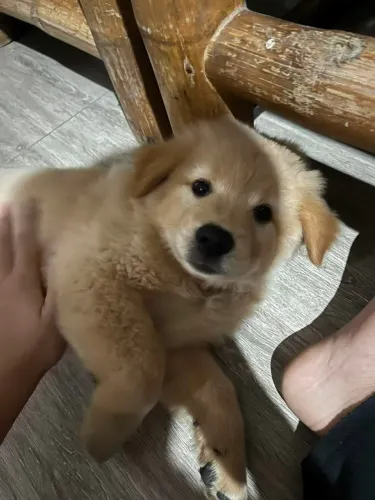 Golden 